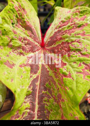 Gros plan de feuille de caladium variée avec motifs roses et verts Banque D'Images