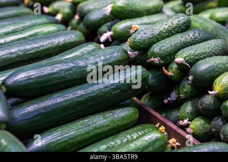 Un arrangement empilé de plusieurs concombres frais repose les uns sur les autres à l'intérieur d'une boîte en bois Banque D'Images