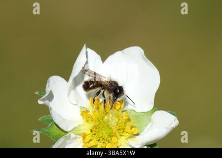 Gros plan abeille maçon rouge (Osmia bicornis) famille Megachilidae sur une fleur de fraise (Fragaria). Printemps, mai, pays-Bas. Banque D'Images