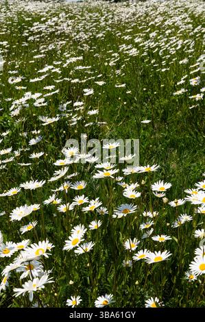 Les marguerites Oxeye en pleine floraison près de Rushlake Green, East Sussex, formant une prairie de fleurs sauvages dense et dynamique d'été. Banque D'Images