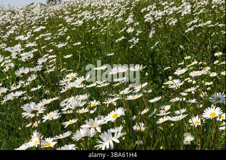 Les marguerites Oxeye en pleine floraison près de Rushlake Green, East Sussex, formant une prairie de fleurs sauvages dense et dynamique d'été. Banque D'Images