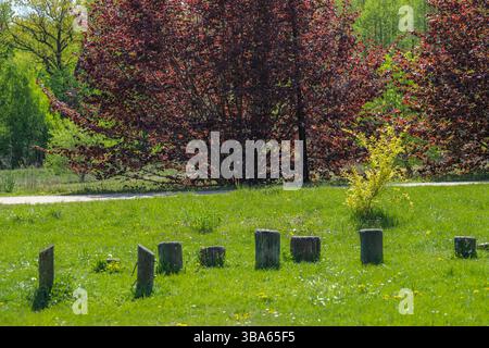 Souches d'arbres dans un Green City Park Banque D'Images