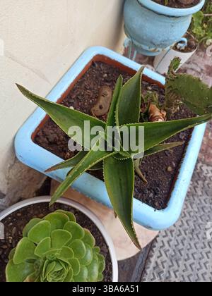 Aloe arborescens - Candelabra aloès, Aloès arborescent, Corne de bélier, Krantz Aloe, Planta pulpo - Asphodelaceae, Asphodélacées Banque D'Images