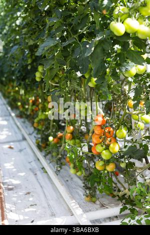 Maturation des tomates poussant sur les vignes dans une serre lumineuse Banque D'Images