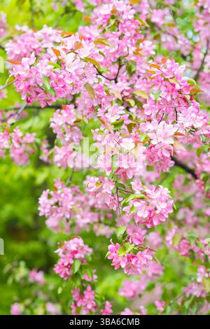 Fleurs roses vibrantes fleurissent abondamment sur les branches d'arbres, affichage étonnant de couleur sur fond de riche feuillage vert, arrivée du concept de printemps Banque D'Images