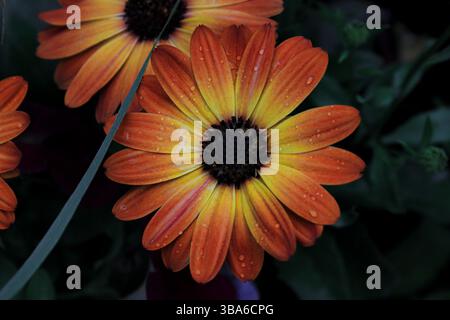 Gros plan d'une fleur de marguerite africaine (Osteospermum) orange et jaune éclatante avec des gouttelettes d'eau sur des pétales, capturée dans une lumière naturelle sombre. Banque D'Images