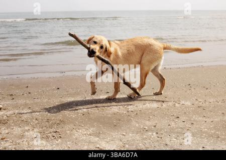 jeune chien joue heureux avec un bâton dans la bouche sur la plage Banque D'Images