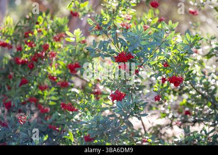 baies de houx rouge vif sur arbuste de toyon Banque D'Images