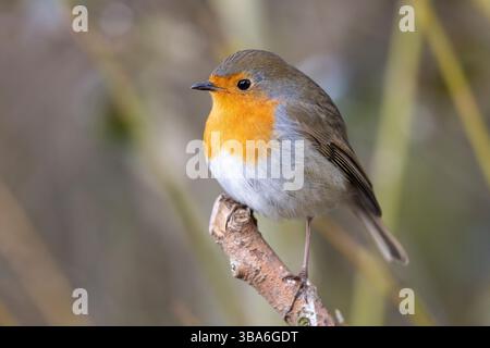 Vue détaillée en gros plan de côté d'un oiseau robin perché à la pointe d'une petite branche avec un arrière-plan flou. Banque D'Images
