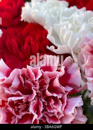 Œillets, vue rapprochée. Banque D'Images