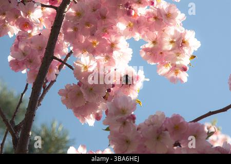 Abeille de miel volante collectant le pollen d'abeille de la fleur. Abeille collectant le miel. Une abeille recueille le nectar de fleurs roses en fleurs, White Cherry Blossoms Fly Banque D'Images