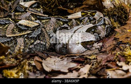 La vipère Gaboon (Bitis gabonica), également appelée l'additionneur Gaboon, est une grande espèce de vipère très venimeuse trouvée dans les forêts tropicales et les savanes de Banque D'Images