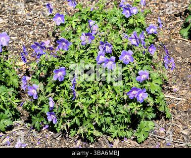 Geranium × johnsonii 'Johnson's Blue', Geraniaceae. Alias Cranesbill 'Johnson's Blue'. Une vivacité rhizomateuse formant des agrégats. Banque D'Images