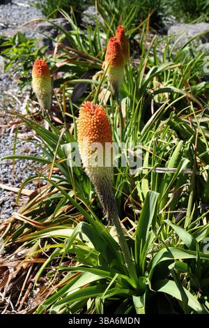 Poker géant, Kniphofia northiae, Asphodelaceae (anciennement Xanthorrhoeaceae). Provinces du Cap, KwaZulu-Natal, Afrique du Sud. Banque D'Images