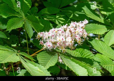 Fleur sur le châtaignier de cheval (Aesculus hippocastanum) Banque D'Images