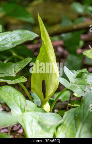 Arum maculatum, communément connu sous le nom d'arum sauvage, seigneurs et dames ou Cuckoopint, une plante à fleurs des bois, Hampshire, Angleterre, Royaume-Uni Banque D'Images