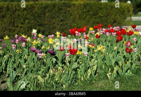 Paysage de tulipes fleuries multicolores dans le jardin de printemps avec toile de fond de l'if de topiari Banque D'Images