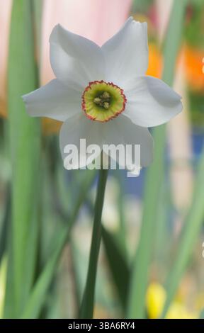 Pheasant's Eye Daffodil prise dans un jardin à Blackburn, Lancashire, Royaume-Uni le 30 avril 2025. Banque D'Images
