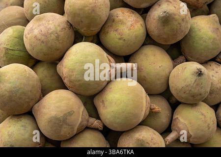 Sapote sud-américaine ou chupa-chupa, Quararibea cordata, à vendre dans la rue à Medellin, Colombie. Banque D'Images