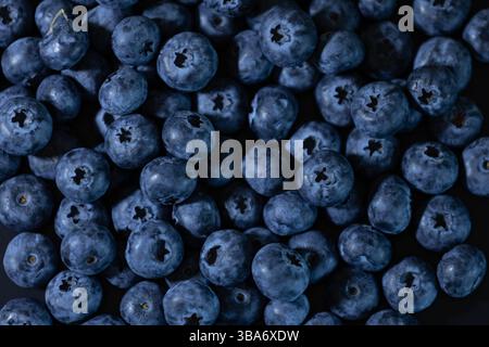 Gros plan de bleuets frais avec un fond sombre. Banque D'Images