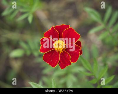 Marigold Banque D'Images