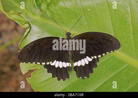 Spécimen mâle de papillon mormon commun, Papilio polytes, Papilionidae Banque D'Images