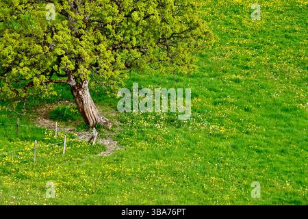 Champ de pissenlits autour d'un arbre solitaire dans les Ecovets près de Villars sur Ollon, Suisse, mai 2025 Banque D'Images