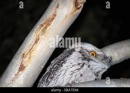 Mouche-grenouille Tawny (Podargus strigoides) la nuit, Australie méridionale Banque D'Images