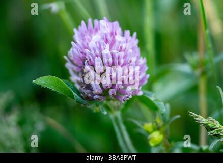 Gros plan de Red Clover Bloom dans le parc national Acadia Banque D'Images