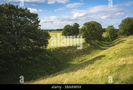 Vaches qui paissent près de pierres debout préhistoriques à Avebury dans le Wiltshire Angleterre Royaume-uni Banque D'Images