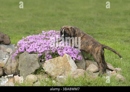 Chiots Boxer Banque D'Images