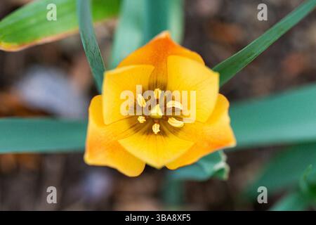 Une petite fleur de tulipe orange vue d'en haut Banque D'Images
