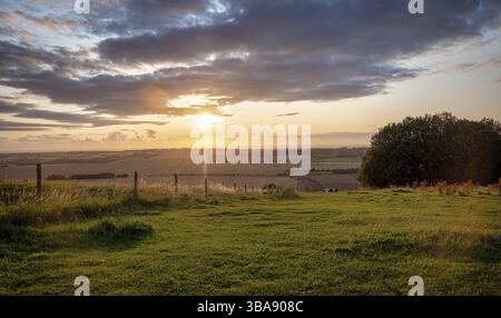 Le pâturage des chevaux dans un paysage rural sous le soleil chaud avec bleu jaune et orange de l'herbe de pâturage et arbres en vue tendue avesbury fra Banque D'Images