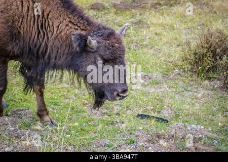 Un portrait de Buffalo dans le vert Pâturage autour de Lamar Valley de Yellowstone Banque D'Images