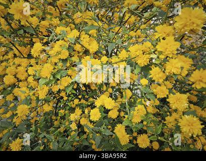 Arbuste dense de fleurs de kerria japonaise (Kerria japonica). Les fleurs jaunes vives couvrent les branches en grappe. Les feuilles vertes dentelées ajoutent du contraste, de la créa Banque D'Images