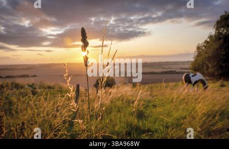 Le pâturage des chevaux dans un paysage rural sous le soleil chaud avec bleu jaune et orange de l'herbe de pâturage et arbres en vue tendue avesbury fra Banque D'Images