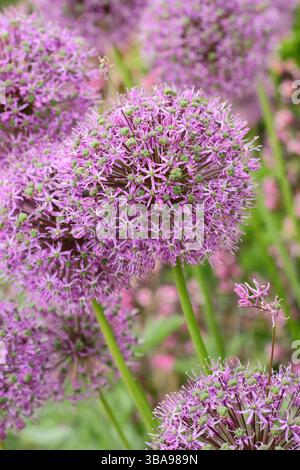 Allium Globemaster plante dans une bordure de jardin de printemps. Oignon ornemental. ROYAUME-UNI Banque D'Images