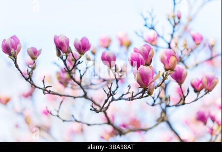 Gros plan de fleurs de magnolia aux pétales rose doux, capturé au printemps, mettant en vedette des bourgeons délicats sur des branches minces contre un ciel lumineux. Banque D'Images