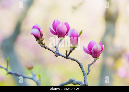 Gros plan de fleurs de magnolia rose éclatantes sur les branches, mettant en valeur des fleurs fraîches sur un fond flou doux, parfait pour les thèmes floraux printaniers. Banque D'Images