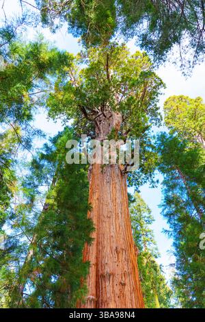 Parc national de Sequoia, Californie - 30 novembre 2024 : L'imposant arbre General Sherman dans le parc national de Sequoia présente sa hauteur impressionnante et sa distance Banque D'Images