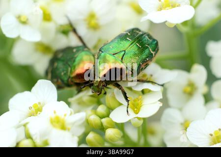 Scarabées cetonia UK. Cetonia aurata sur fleur. Deux scarabées roses européens sur des fleurs de chou de mer dans un jardin de gravier dans le nord de l'Angleterre.. UK Banque D'Images