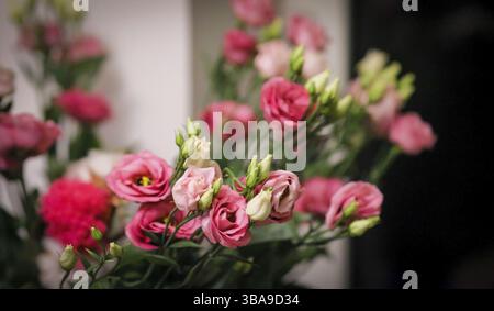 Gros plan sélectif Focus bouquet roses roses à amsterdam Banque D'Images