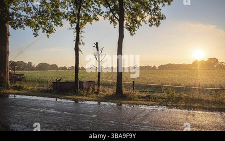 Silhouette d'irrigation agricole arrosage système de blé au coucher du soleil. L'irrigation en utilisant le champ de système de gicleurs à pivot central. Amsterdam, Th Banque D'Images