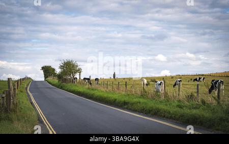 Vaches qui paissent près de pierres debout préhistoriques à Avebury dans le Wiltshire Angleterre Royaume-uni Banque D'Images