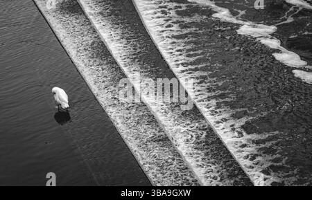 Oies dans la rivière avon avec une cascade dans Bath, royaume-uni angleterre Banque D'Images