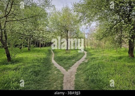 Diviser le sentier dans la forêt, choisir le concept de la bonne façon. Paysage rural printanier idyllique avec deux sentiers de terre distincts dans la nature menant unkno Banque D'Images