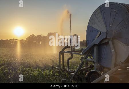 Silhouette d'irrigation agricole arrosage système de blé au coucher du soleil. L'irrigation en utilisant le champ de système de gicleurs à pivot central. Amsterdam, Th Banque D'Images