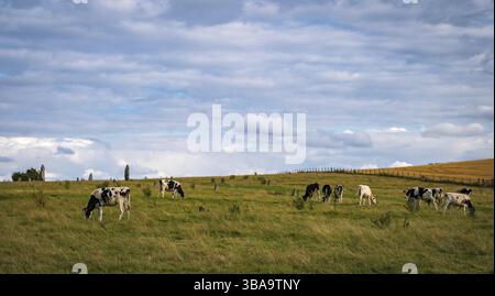 Vaches qui paissent près de pierres debout préhistoriques à Avebury dans le Wiltshire Angleterre Royaume-uni Banque D'Images