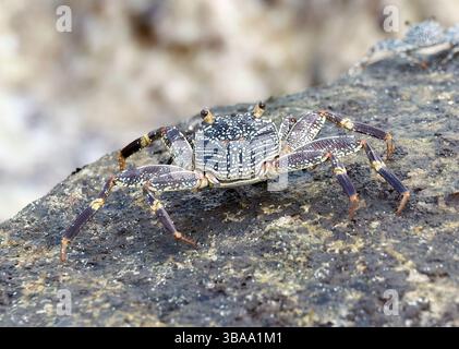 Crabe rocheux à coque mince, crabe Natal lightfoot, Grapsus tenuicrustatus, tarisznyarák, île de Fulidhoo, îles Maldive, Asie Banque D'Images