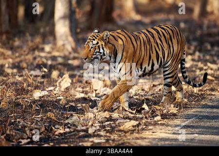 Tigre du Bengale (Panthera tigris tigris), réserve de tigres de Tadoba-Andhari, Inde, Asie Banque D'Images